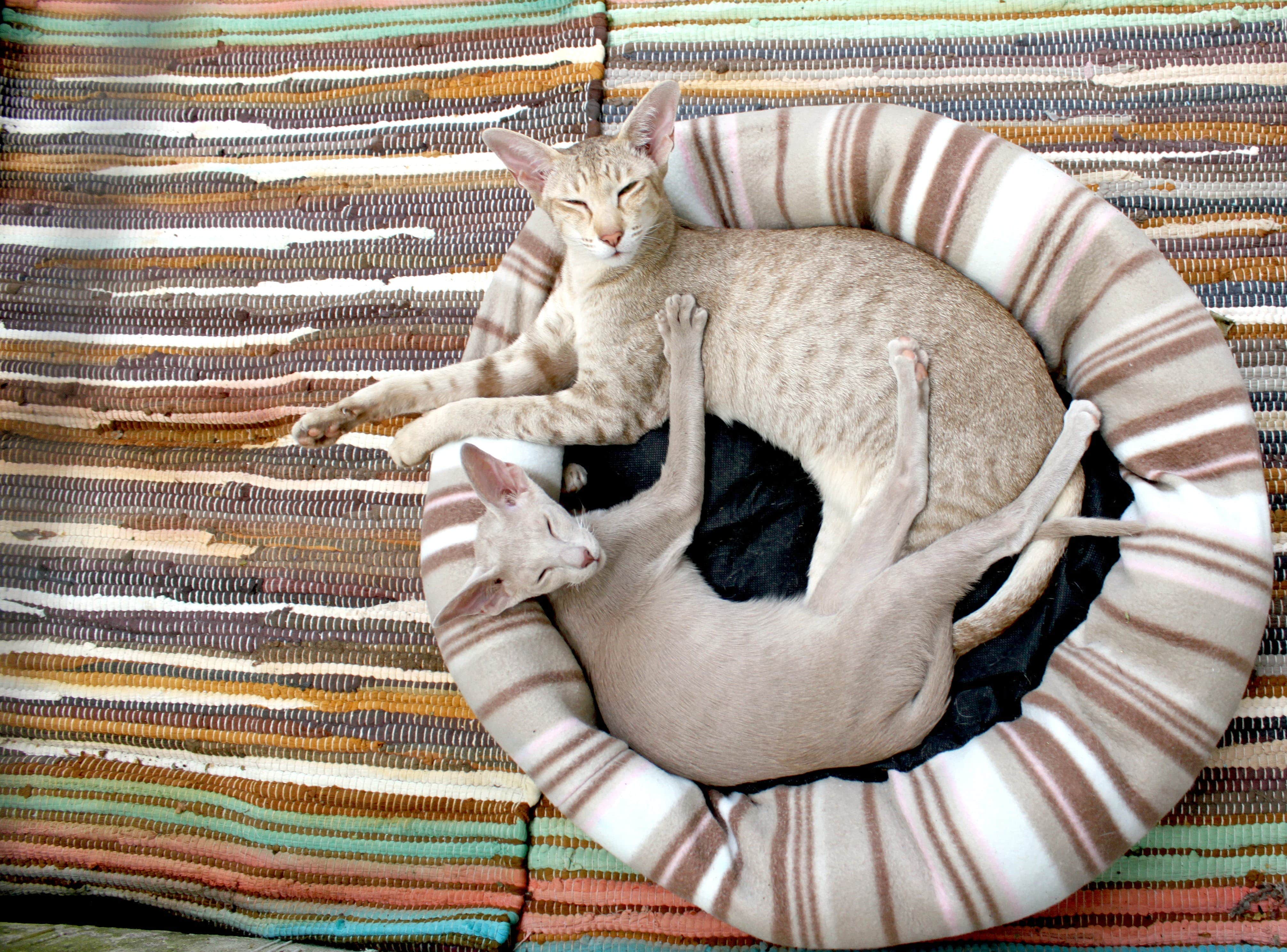 Welcome to Pets World Patna, your go-to destination for comprehensive pet care services and quality pet products. We offer a range of services, including pet care, grooming, and a variety of accessories. Explore our extensive collection of dog, cat, and rabbit breeds, along with a wide selection of pet accessories, food, treats, and healthcare products. Visit us at Rajendra Nagar Road, Kankarbagh, Patna - 800020, near Malahi Pakri Chowk. For inquiries, call us at +91 99347 41143. Your furry friend's well-being is our priority!
